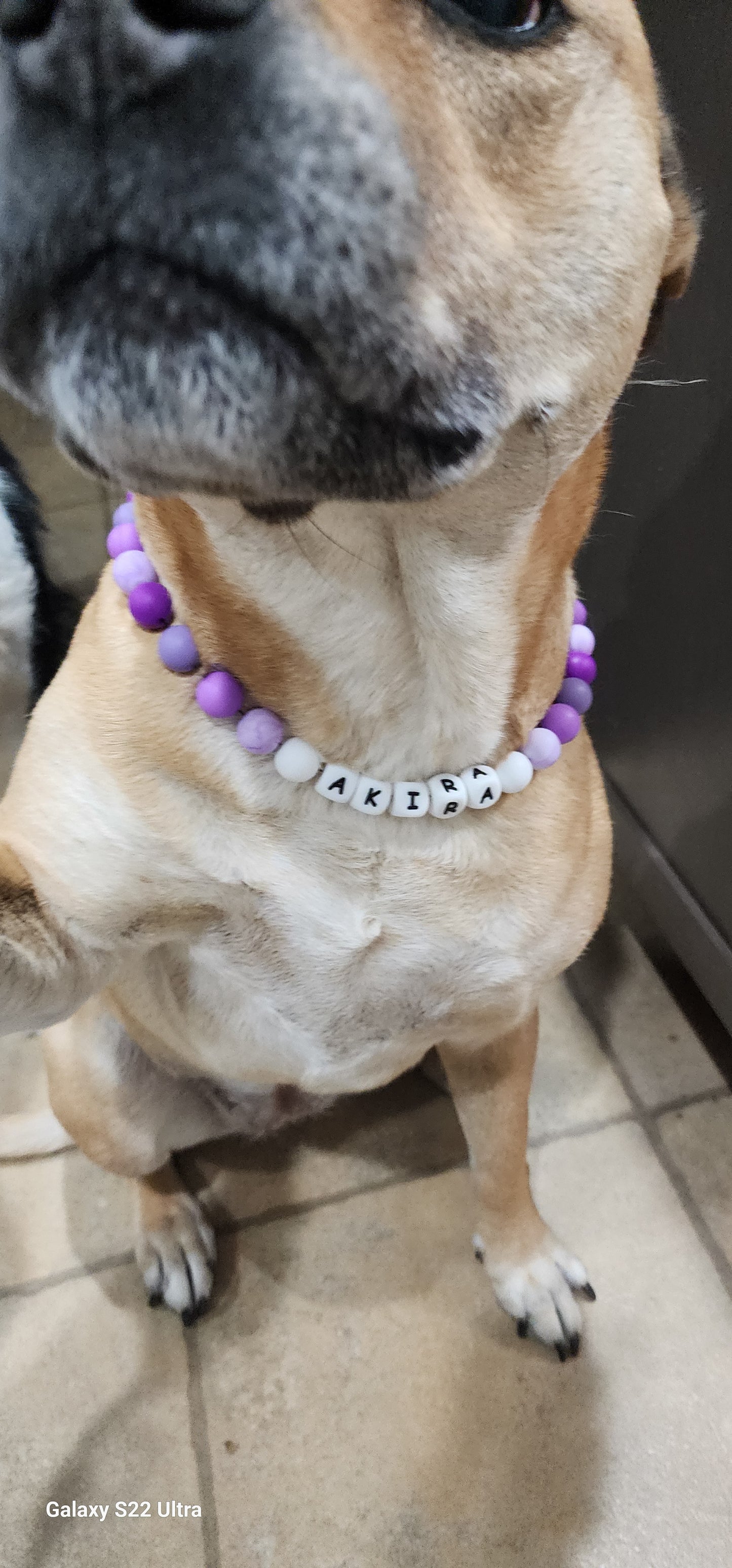 collars stylish for dogs and cats