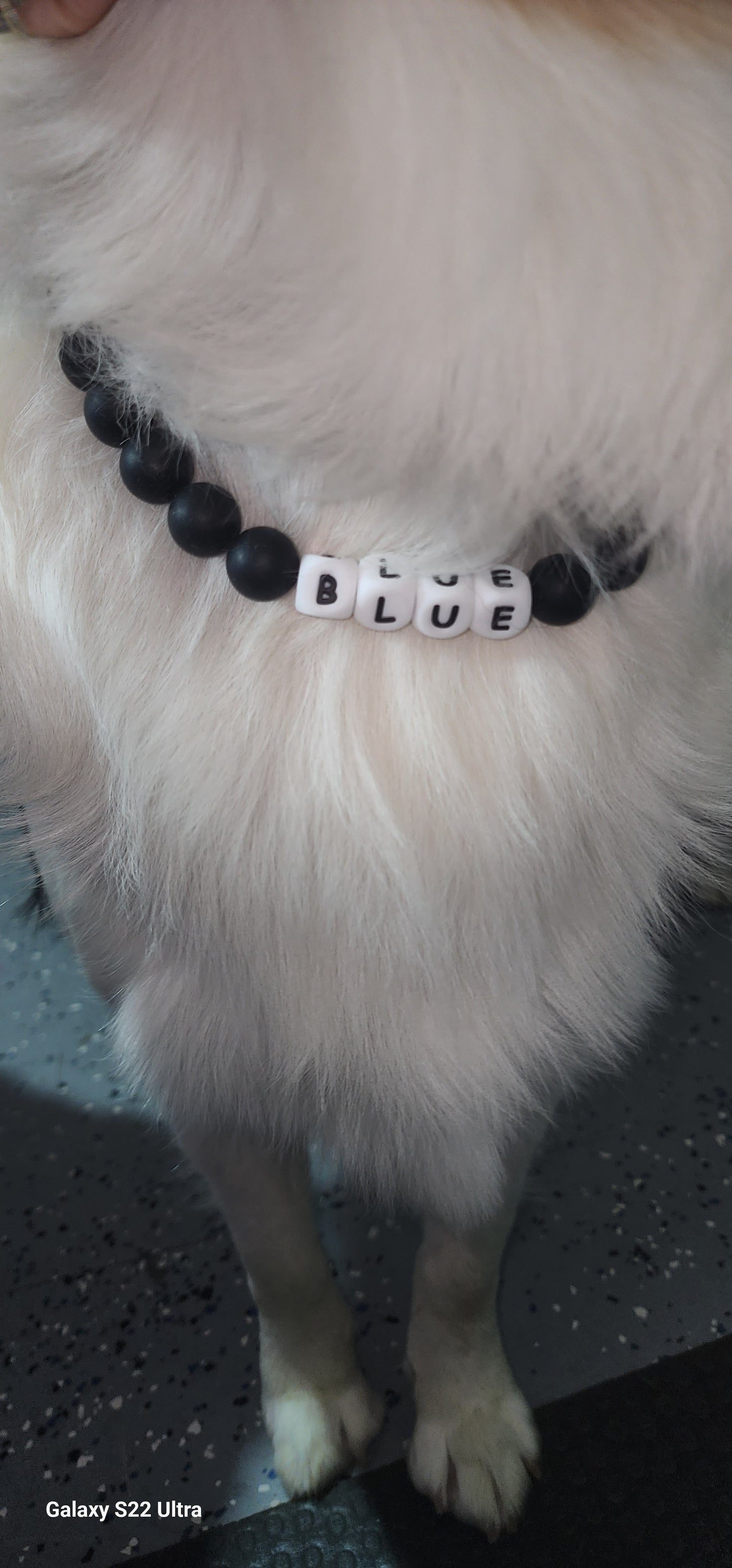 collars stylish for dogs and cats