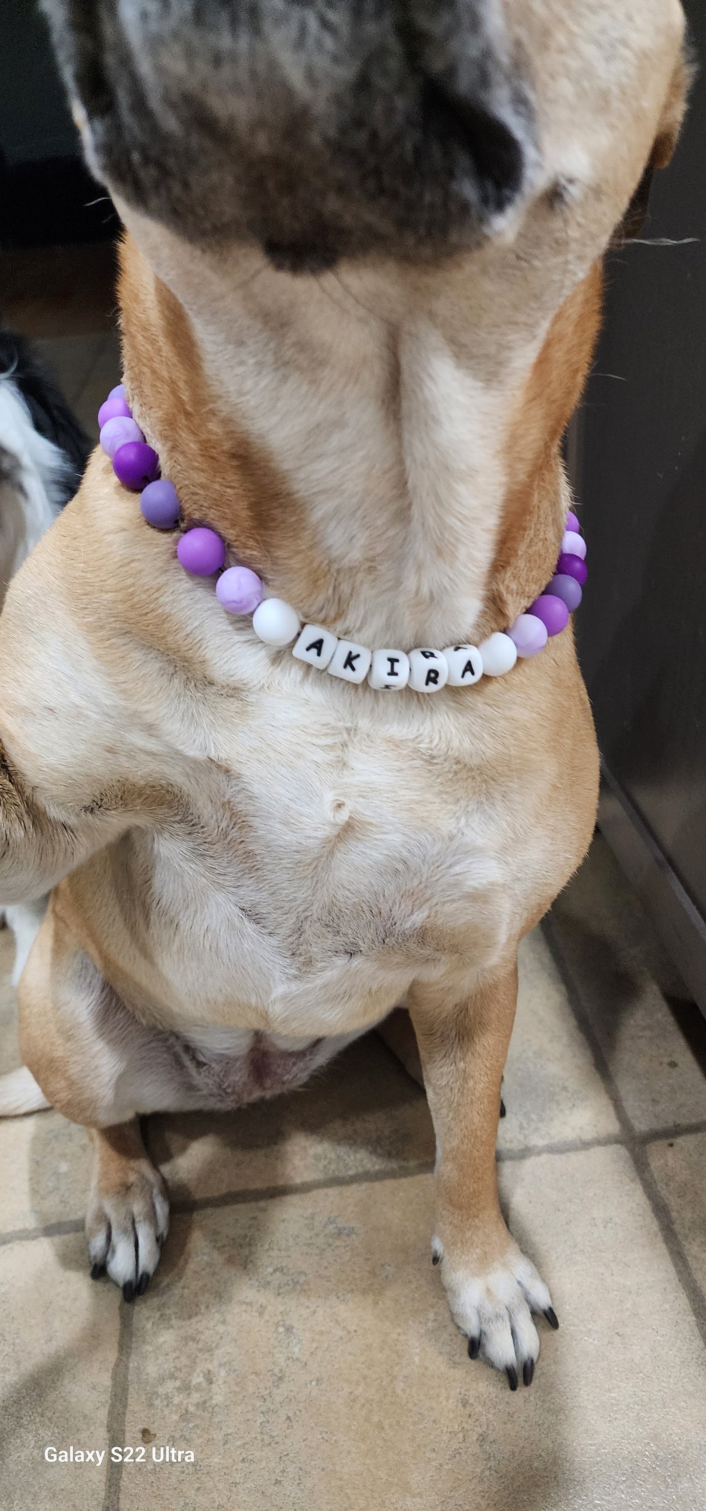 collars stylish for dogs and cats