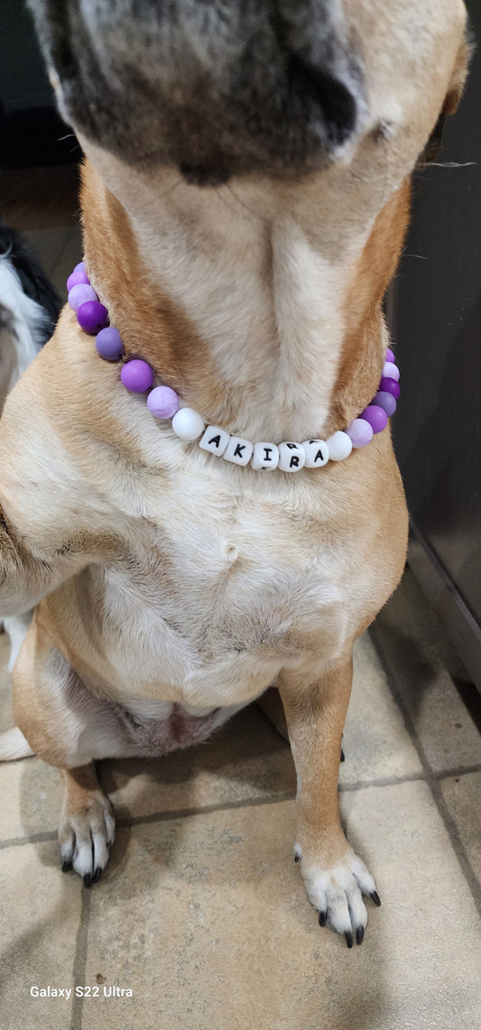 collars stylish for dogs and cats